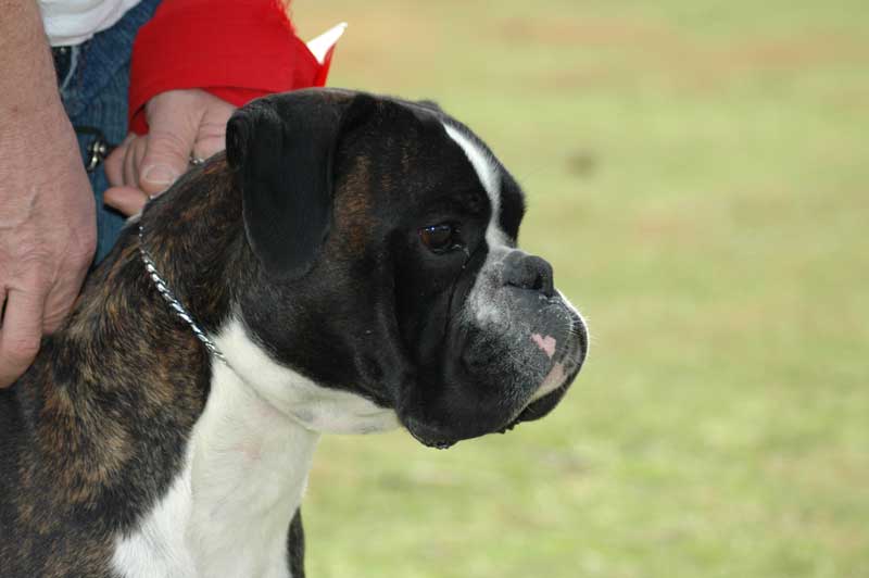 Ugo du cos lavigerie