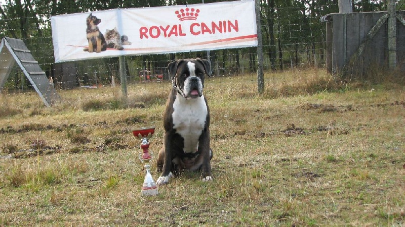 Hyochi du cos lavigerie - Certificat RCI