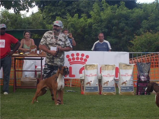 Calvin du cos lavigerie - 1° Exc et médaille d'or AFB