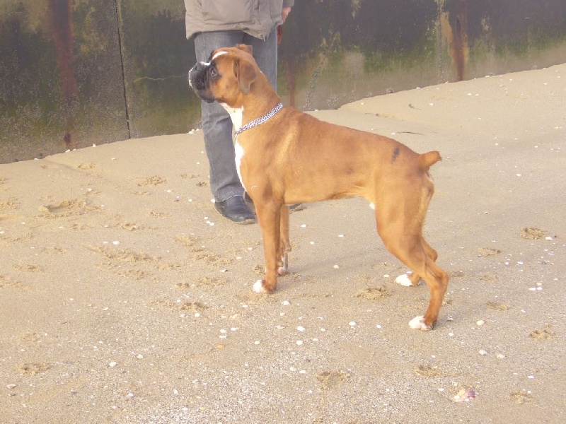 Calvin du cos lavigerie - 1° Exc. Meilleur Senior