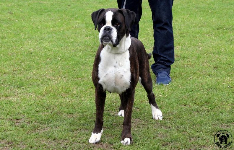 Hyochi du cos lavigerie - 2° Classe Travail FB - Excellent