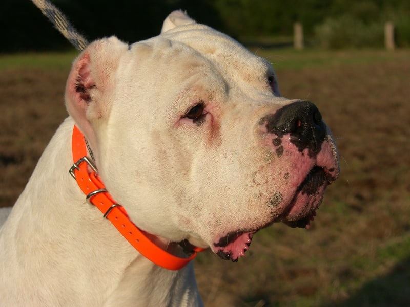 Publication : Burning heads'