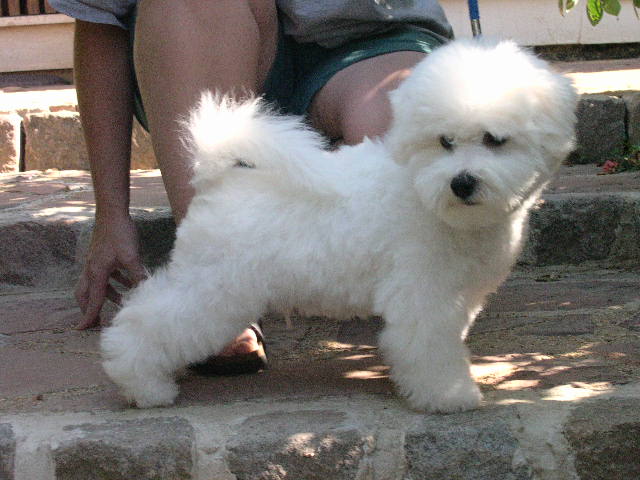 CH. jitterbop Ubec up-up