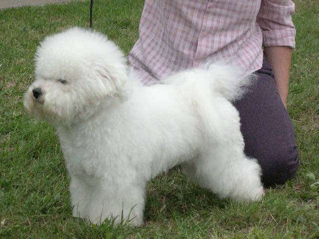 CH. jitterbop Ubec up-up