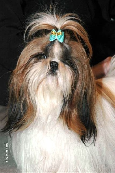 Utamara Du bois de magnicourt