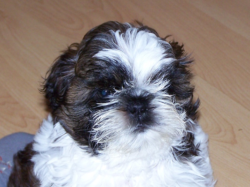 Clooney des Roses de Corail