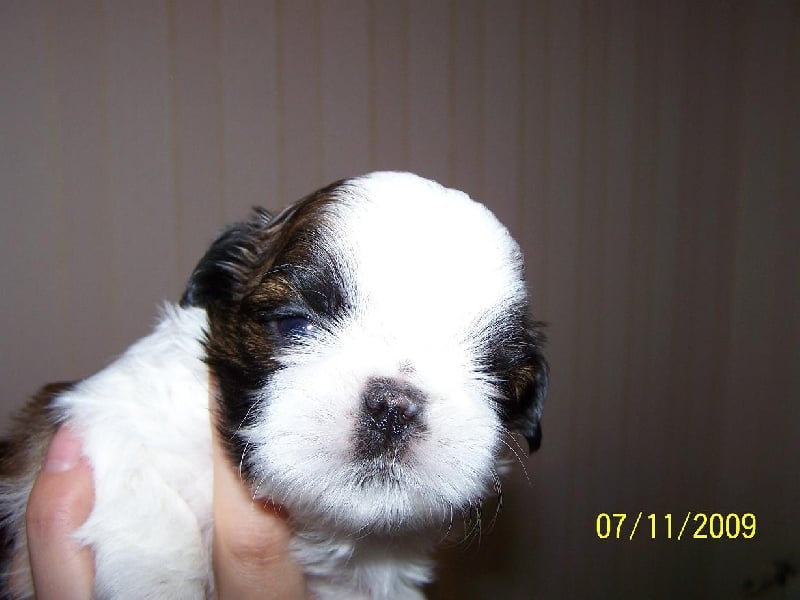 Elixir d'amour des Roses de Corail