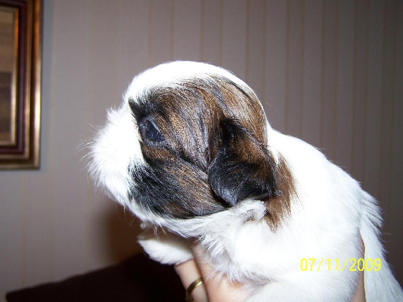 Elixir d'amour des Roses de Corail