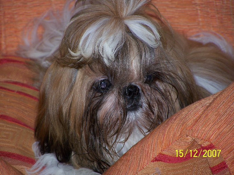 Cimbellyne des Roses de Corail