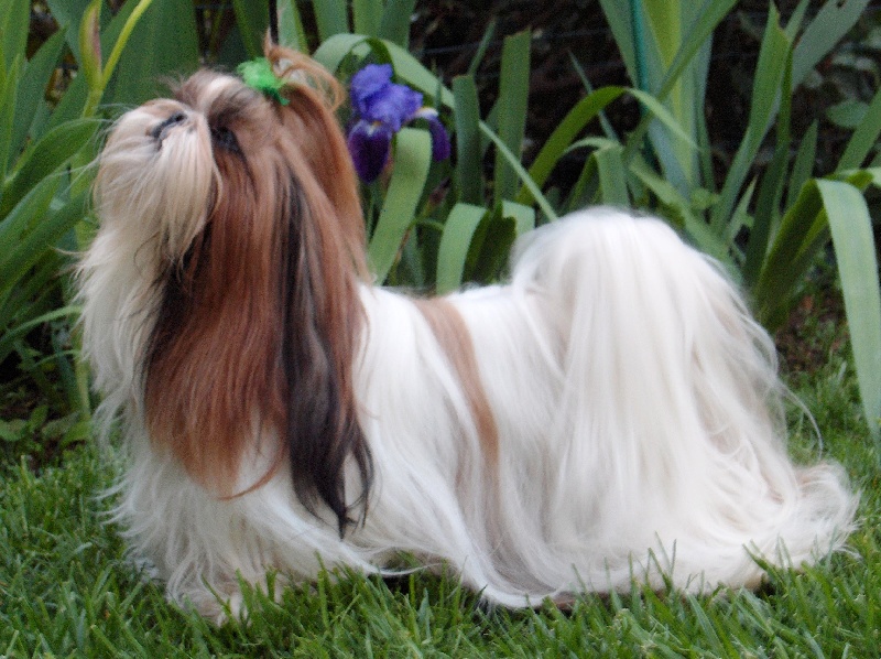 Utamara Du bois de magnicourt