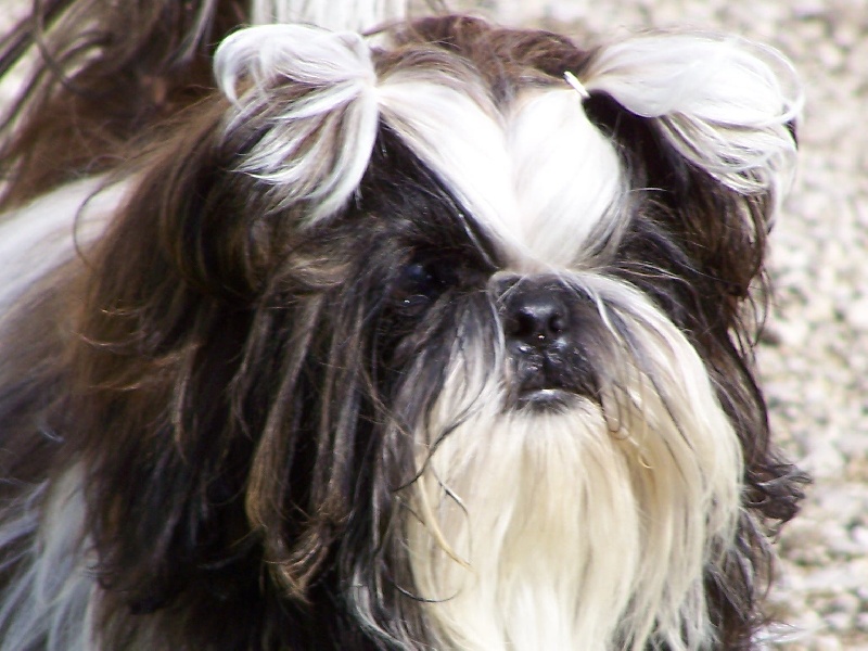 Clooney des Roses de Corail