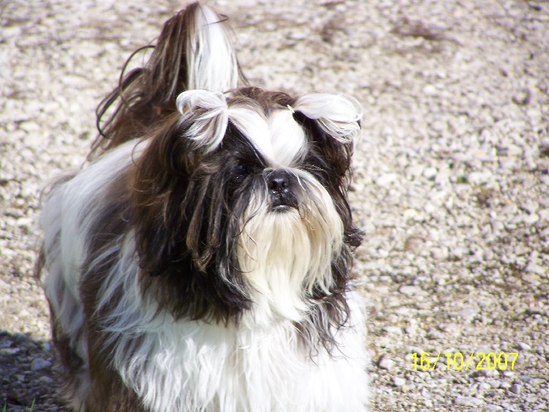 Clooney des Roses de Corail