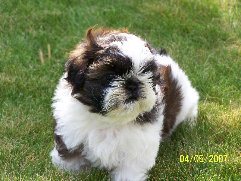 Clooney des Roses de Corail