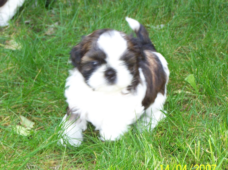 Clooney des Roses de Corail