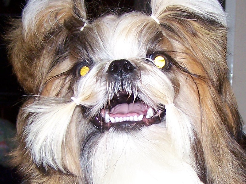 Cimbellyne des Roses de Corail