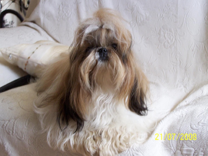 Cimbellyne des Roses de Corail