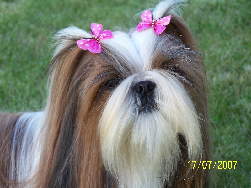 Utamara Du bois de magnicourt