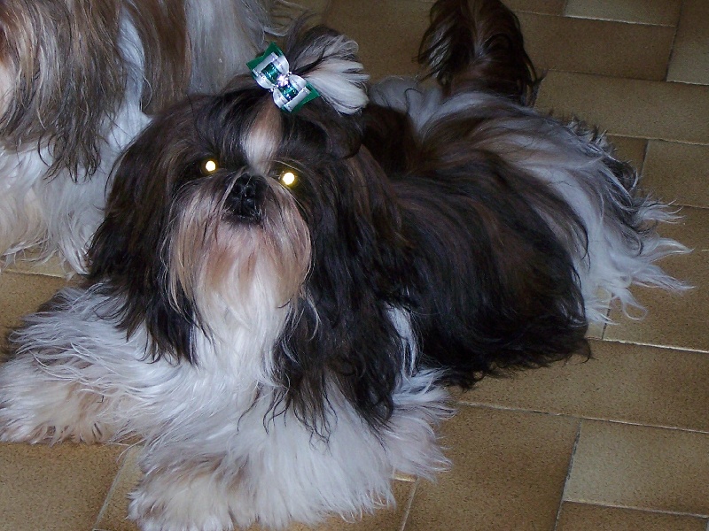 Clooney des Roses de Corail