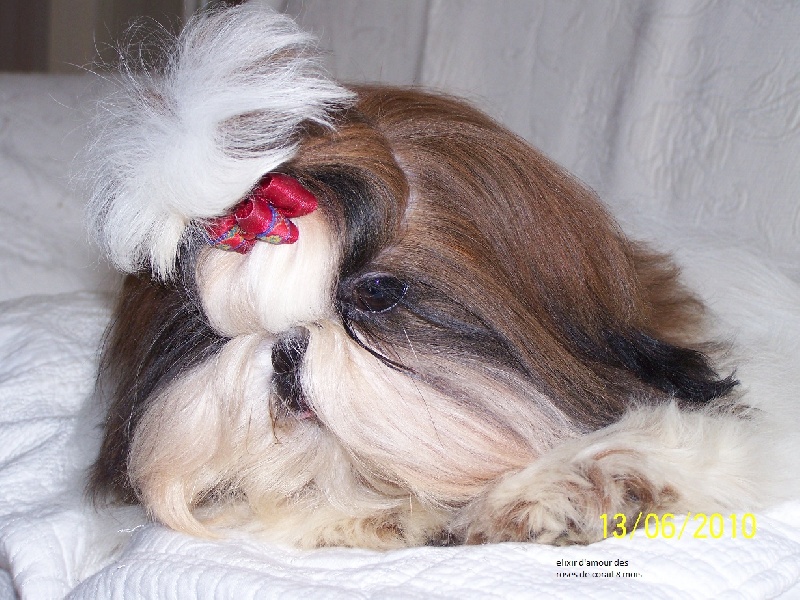 Elixir d'amour des Roses de Corail