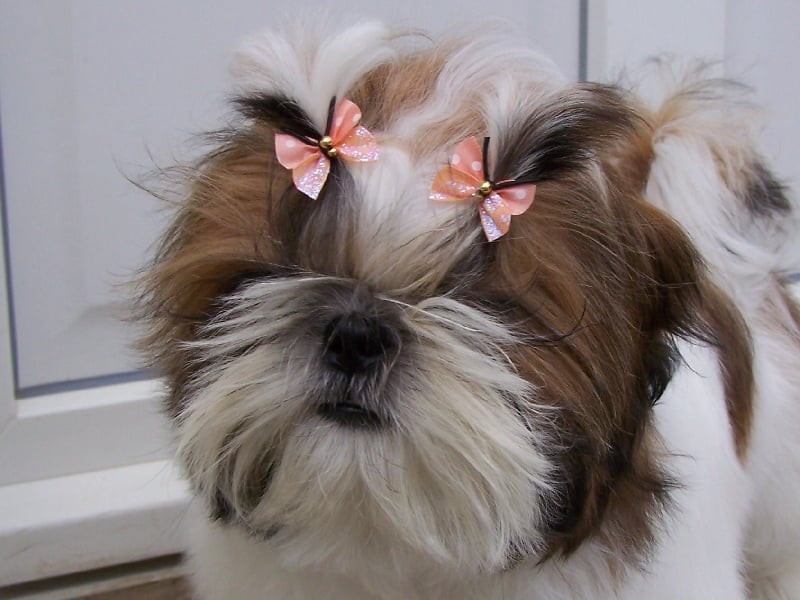 Cimbellyne des Roses de Corail