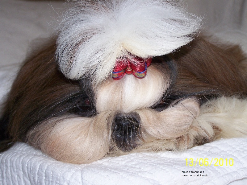 Elixir d'amour des Roses de Corail