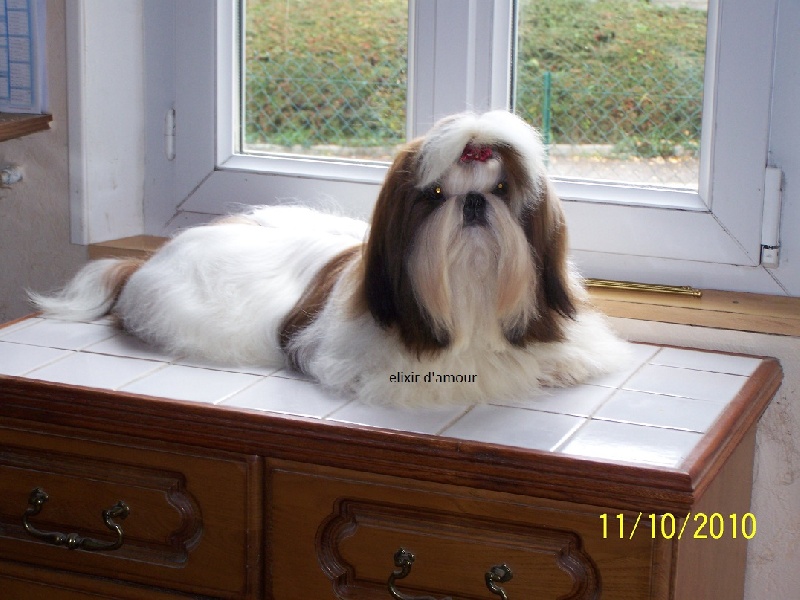 Elixir d'amour des Roses de Corail