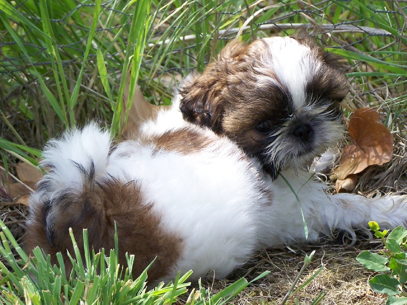 Cimbellyne des Roses de Corail