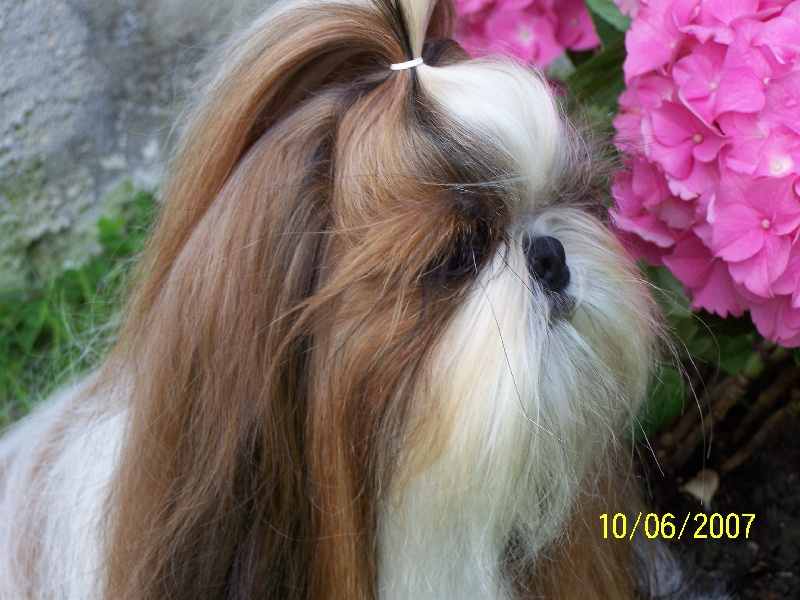 Utamara Du bois de magnicourt