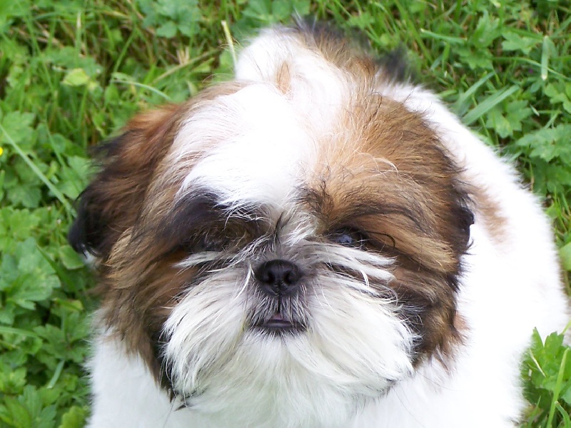 Cimbellyne des Roses de Corail