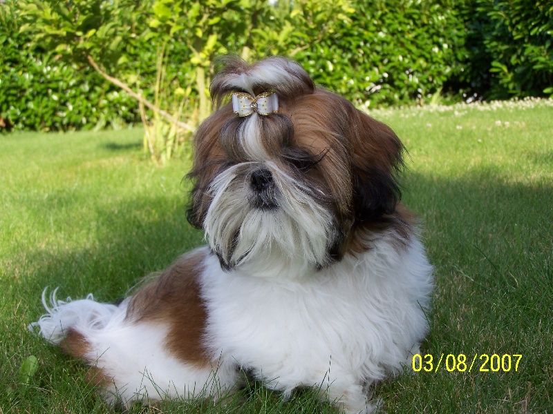 Cimbellyne des Roses de Corail