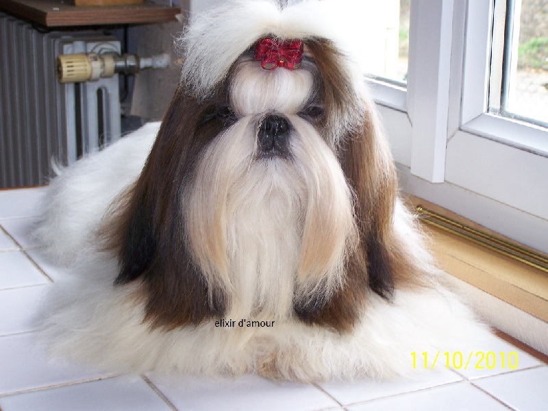 Elixir d'amour des Roses de Corail