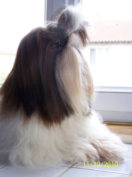 Elixir d'amour des Roses de Corail