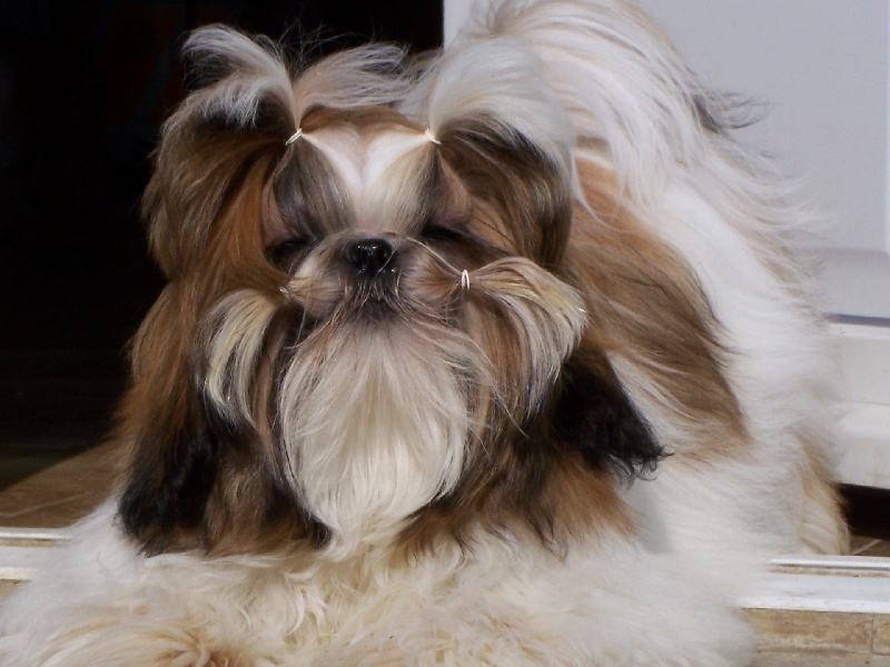 Cimbellyne des Roses de Corail