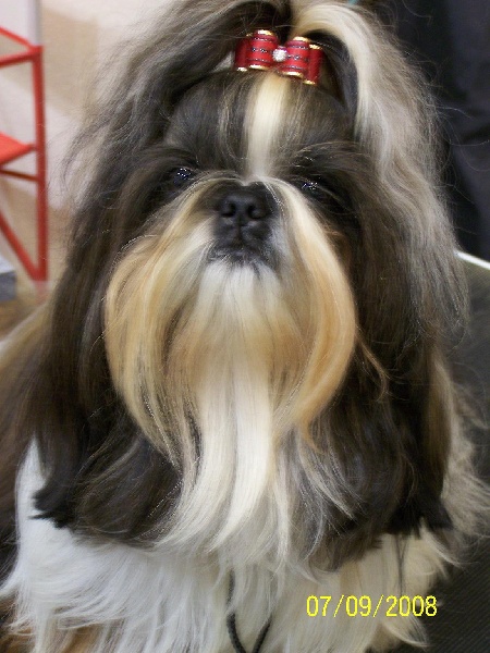 Clooney des Roses de Corail