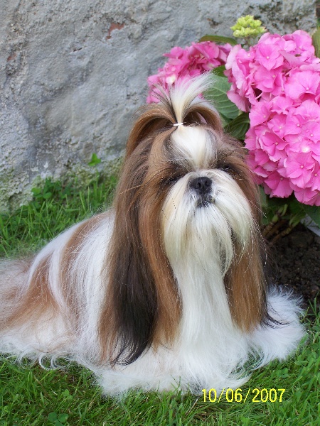 Utamara Du bois de magnicourt