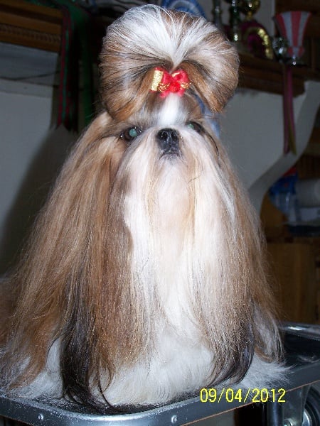 Cimbellyne des Roses de Corail