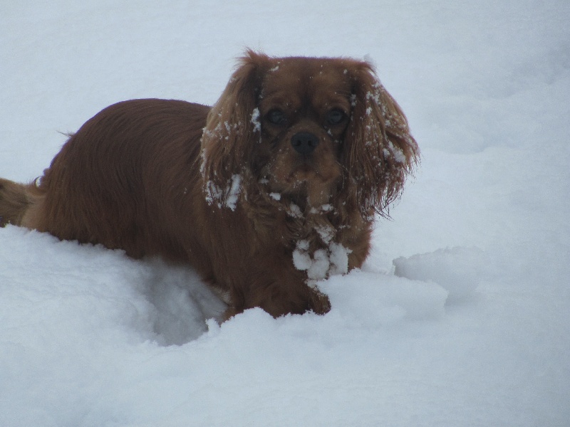 Publication : of the little house in the prairie Auteur : MME GUILLOTIN