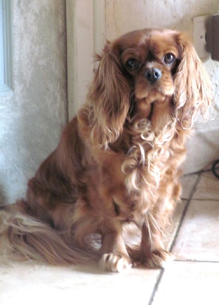 Publication : of the little house in the prairie Auteur : MME GUILLOTIN