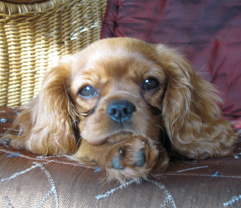 Publication : of the little house in the prairie Auteur : MME GUILLOTIN