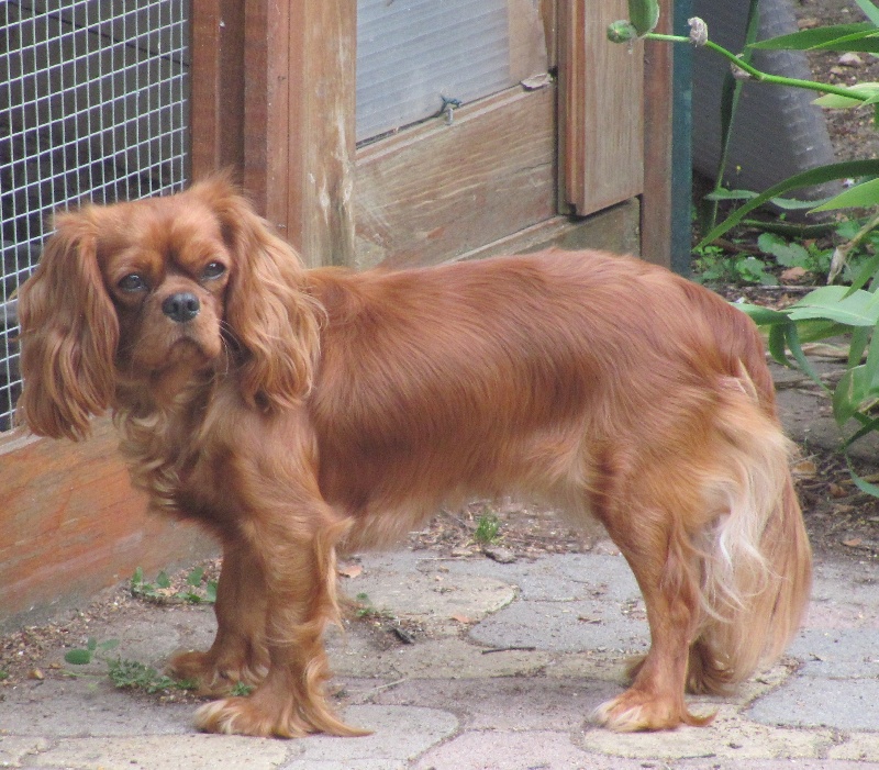 Publication : of the little house in the prairie Auteur : MME GUILLOTIN