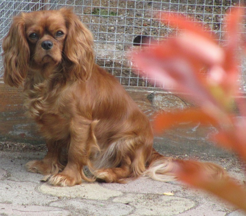 Publication : of the little house in the prairie Auteur : MME GUILLOTIN