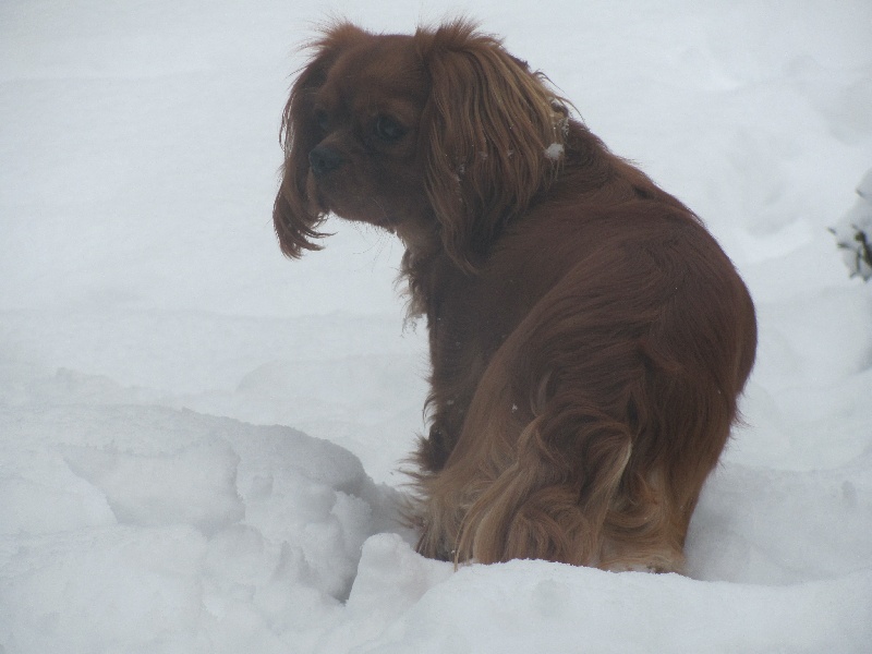 Publication : of the little house in the prairie Auteur : MME GUILLOTIN