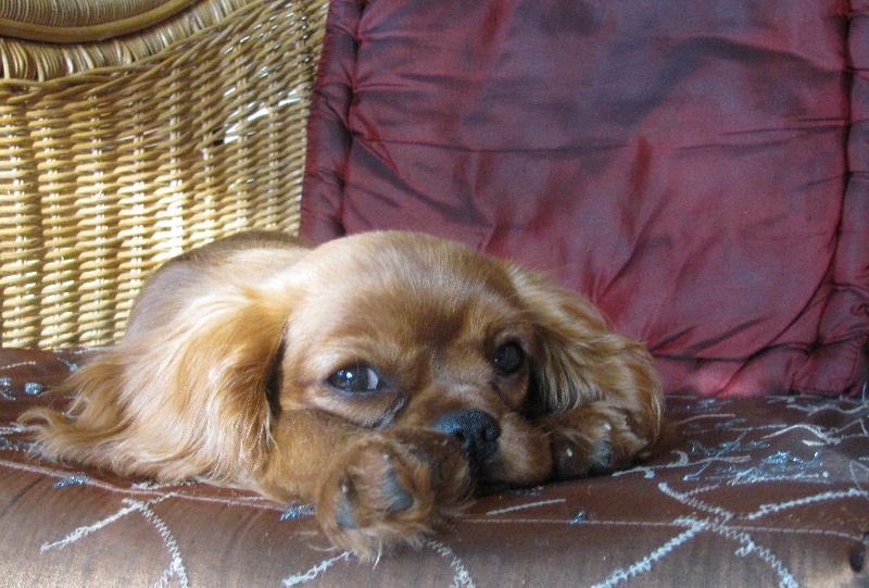 Publication : of the little house in the prairie Auteur : MME GUILLOTIN