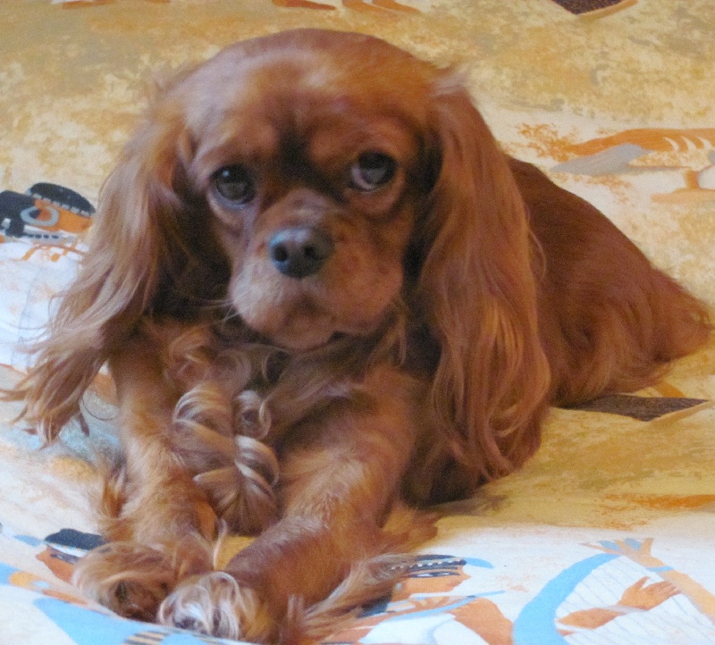 Publication : of the little house in the prairie Auteur : MME GUILLOTIN