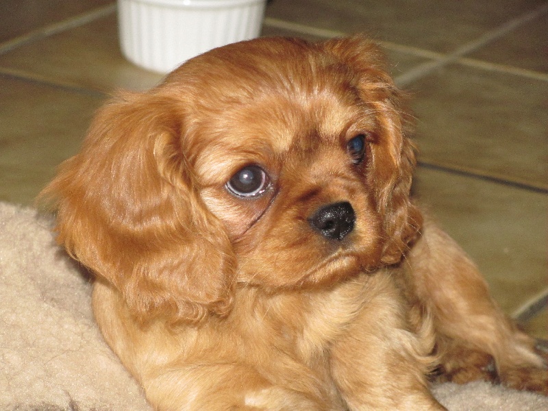 Publication : of the little house in the prairie Auteur : MME GUILLOTIN