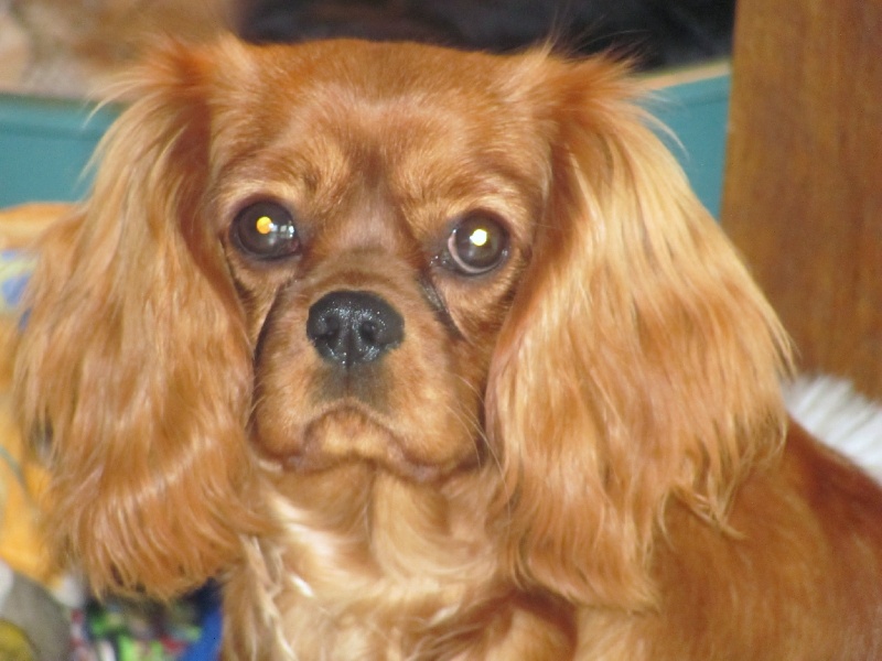 Publication : of the little house in the prairie Auteur : MME GUILLOTIN