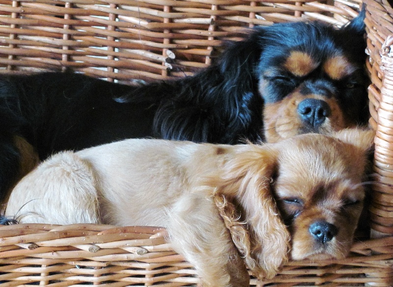 Publication : of the little house in the prairie Auteur : MME GUILLOTIN