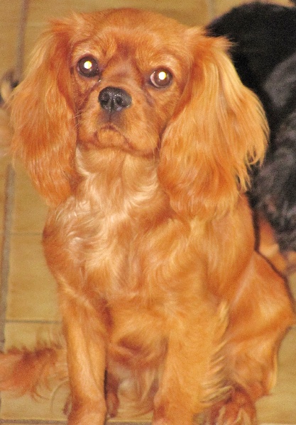 Publication : of the little house in the prairie Auteur : MME GUILLOTIN