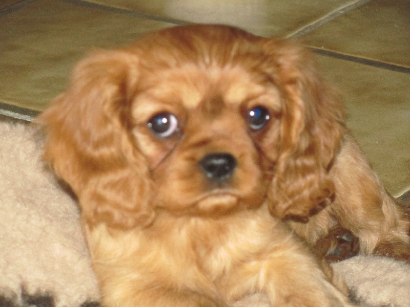 Publication : of the little house in the prairie Auteur : MME GUILLOTIN