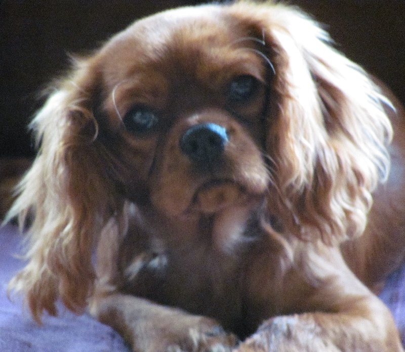 Publication : of the little house in the prairie Auteur : MME GUILLOTIN